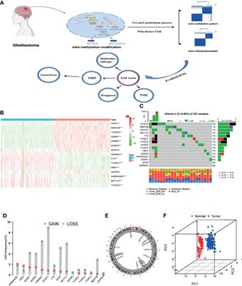 N6-Methyladenosine Regulator-Mediated Immue Patterns and Tumor Microenvironment Infiltration Characterization in Glioblastoma